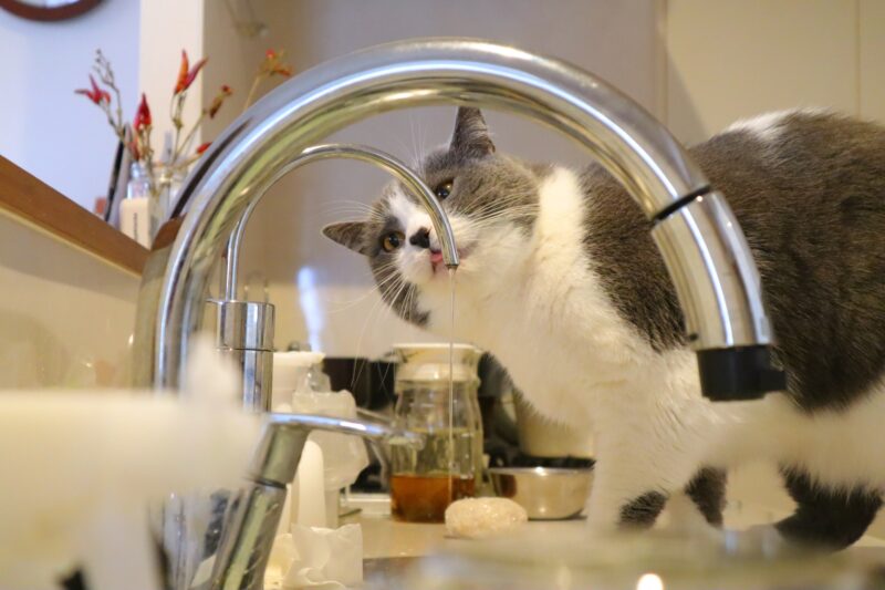 浄水器の購入は無駄じゃない。導入メリットが大きい人の環境  WATASHI